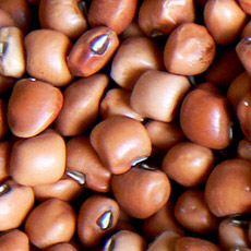 Feijão Canapu (Arquivo Slow Food)