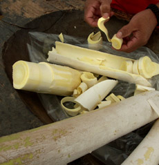 Palmito Juçara (Arquivo Slow Food)