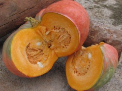 variedade-crioula-de-abobora