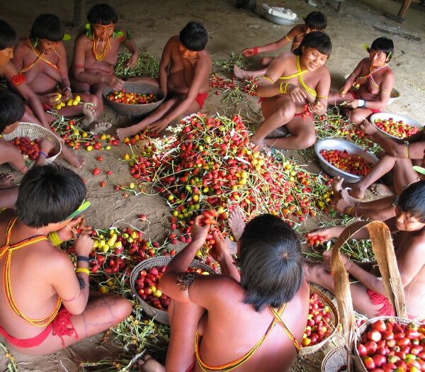 Preparando a pupunha para festa, aldeia Demini, Terra Indígena Yanomami, Amazonas. Foto: Kristian Bengtson, 2003